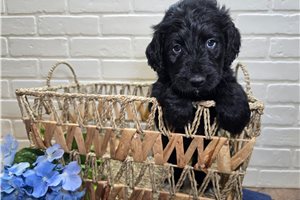 Ryder - Goldendoodle for sale