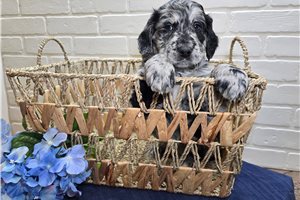 Rufus - puppy for sale