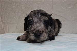 Timber - Goldendoodle for sale