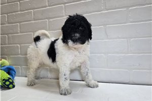 Tumble - Goldendoodle for sale