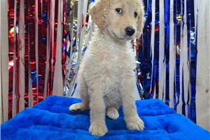 Titus - Goldendoodle for sale
