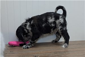 Rufus - Goldendoodle for sale