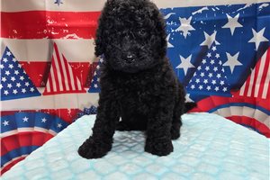 Tyler - Goldendoodle for sale