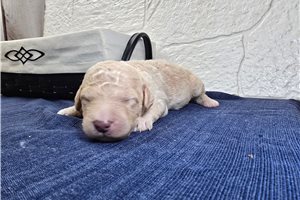 Titus - puppy for sale