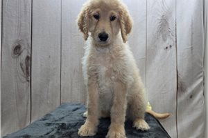 Titus - Goldendoodle for sale