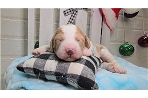 Zara - Goldendoodle for sale