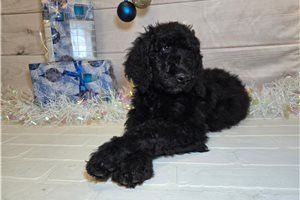 Thaddeus - Goldendoodle for sale