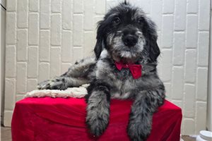 Ronan - Goldendoodle for sale