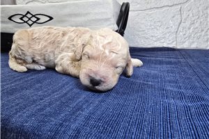 Thomas - Goldendoodle for sale