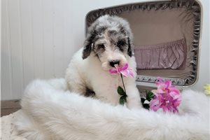 Cora - Goldendoodle for sale