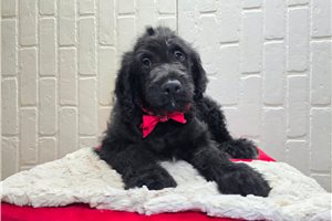 Ryder - puppy for sale