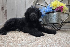 Ryder - Goldendoodle for sale