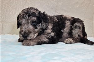 Timber - Goldendoodle for sale