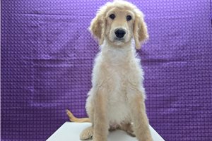 Titus - Goldendoodle for sale
