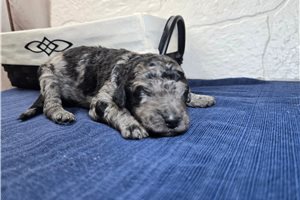 Timber - puppy for sale