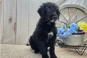 Rachel - Goldendoodle for sale