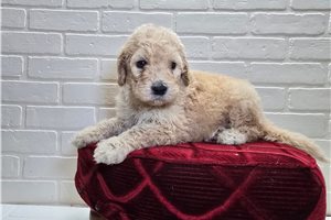 Thomas - Goldendoodle for sale
