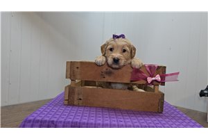 Ruby - Goldendoodle for sale