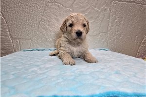Thomas - Goldendoodle for sale