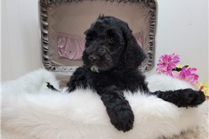 Constance - puppy for sale