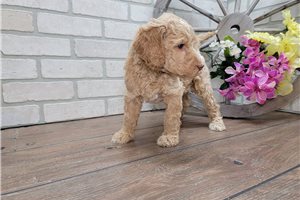 Kennedy - Goldendoodle for sale