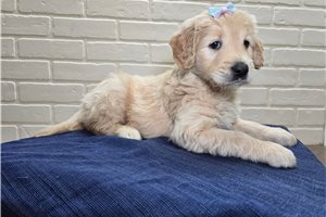 Rissa - puppy for sale