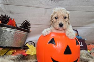 Triton - Goldendoodle for sale