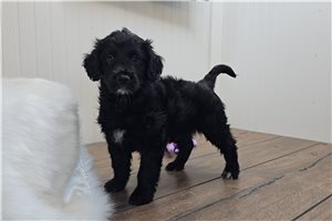 Rachel - Goldendoodle for sale
