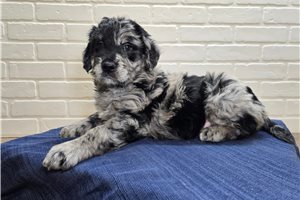 Ronan - Goldendoodle for sale