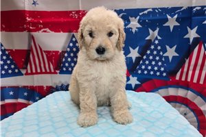 Thomas - Goldendoodle for sale