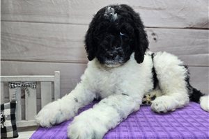 Tyler - Goldendoodle for sale