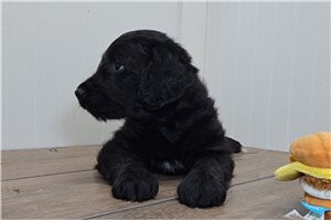 Ryder - Goldendoodle for sale