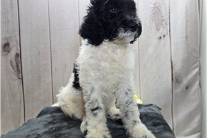Tumble - Goldendoodle for sale