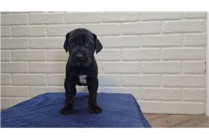 Bolt - Great Dane for sale