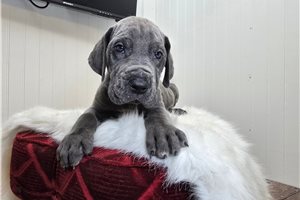 Boom - Great Dane for sale
