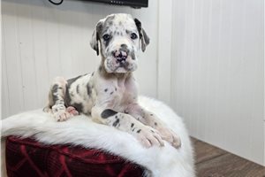 Bond - Great Dane for sale