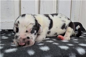 Boone - puppy for sale