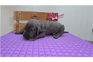 Bobby - puppy for sale