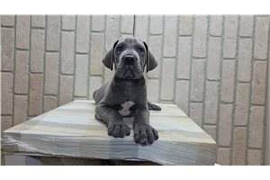 Boom - Great Dane for sale