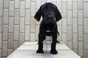 Brynn - Great Dane for sale