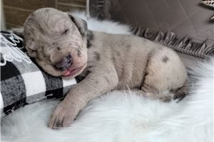 Wyatt - puppy for sale