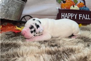 Vincent - Great Dane for sale