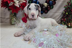 Velvet - Great Dane for sale