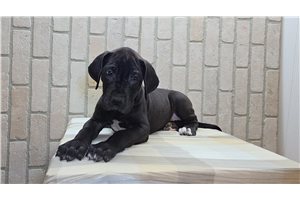 Button - Great Dane for sale
