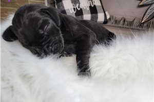 Winter - puppy for sale