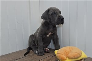 Bogart - Great Dane for sale