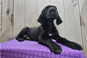 Brynn - puppy for sale