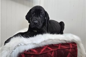 Bolt - Great Dane for sale