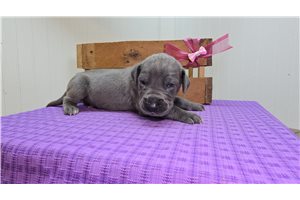 Blink - puppy for sale