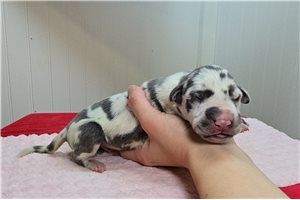 Blip - puppy for sale